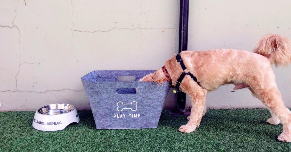 Your Ultimate Guide to DogFriendly Melbourne Melbourne Now